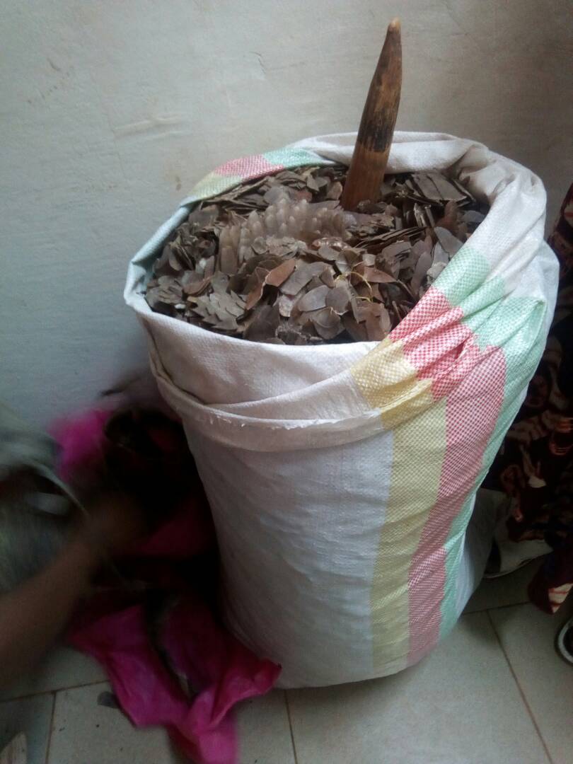 Selon les statistiques de ces deux dernières années, plus de 7000 kg d'écailles de pangolins ont été saisis. Selon les statistiques de ces deux dernières années, plus de 7000 kg d'écailles de pangolins ont été saisis.