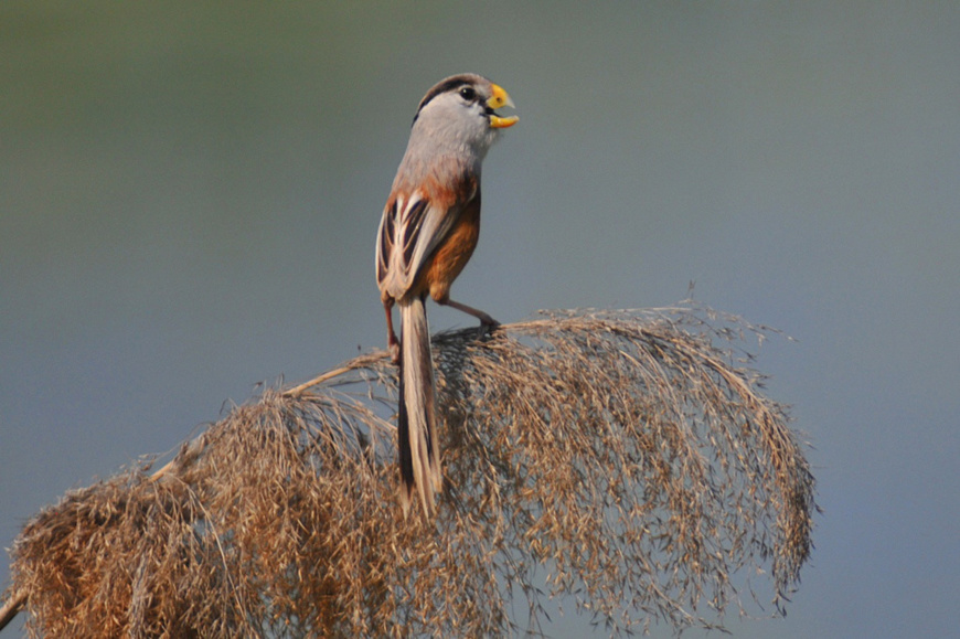 Reed parrotbills find food during the cold weather. (Photo: People’s Daily Online)