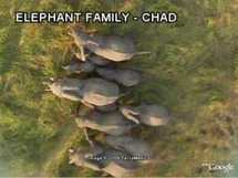 Tchad : 105 éléphants abattus en 1 mois dans le département du Baïbokoum Tchad : 105 éléphants abattus en 1 mois dans le département du Baïbokoum