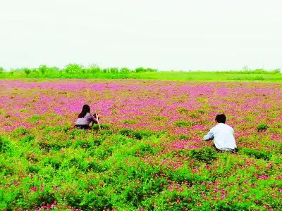 Blooming flowers on a piece of land covered by the crop rotation and fallow trials become a tourist attraction in east China’s Jiangsu province. (Photo from Nanjing Daily)