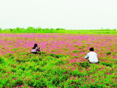 Blooming flowers on a piece of land covered by the crop rotation and fallow trials become a tourist attraction in east China’s Jiangsu province. (Photo from Nanjing Daily)