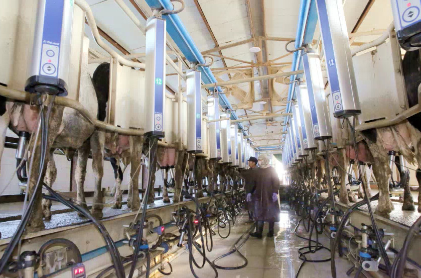 Technicians from a dairy enterprise in Dongying, east China’s Shandong province disinfect the cows before milking on Dec. 8, 2017. (Photo by Liu Zhifeng, Tan Changqing from People’s Daily Online) Technicians from a dairy enterprise in Dongying, east China’s Shandong province disinfect the cows before milking on Dec. 8, 2017. (Photo by Liu Zhifeng, Tan Changqing from People’s Daily Online)