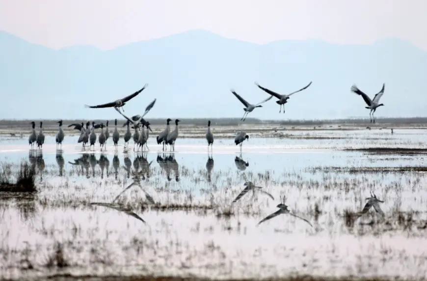 Migratory black-necked cranes are ready to fly north after wintering at the Caohai National Nature Reserve, a plateau wetland in southwest China’s Guizhou province, Mar. 9, 2018. A good many migratory birds choose to live through winter at the reserve thanks to its well-preserved environment. (CFP photo)