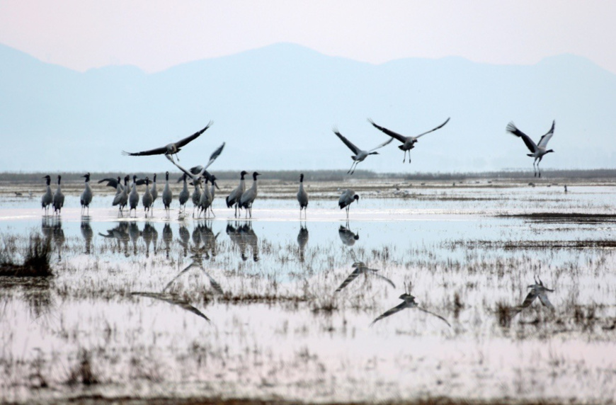 Migratory black-necked cranes are ready to fly north after wintering at the Caohai National Nature Reserve, a plateau wetland in southwest China’s Guizhou province, Mar. 9, 2018. A good many migratory birds choose to live through winter at the reserve thanks to its well-preserved environment. (CFP photo) Migratory black-necked cranes are ready to fly north after wintering at the Caohai National Nature Reserve, a plateau wetland in southwest China’s Guizhou province, Mar. 9, 2018. A good many migratory birds choose to live through winter at the reserve thanks to its well-preserved environment. (CFP photo)