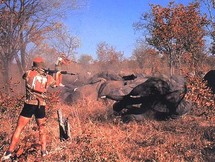 Un braconnier tire sur un éléphant. Un braconnier tire sur un éléphant.