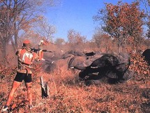 Un braconnier tire sur un éléphant.