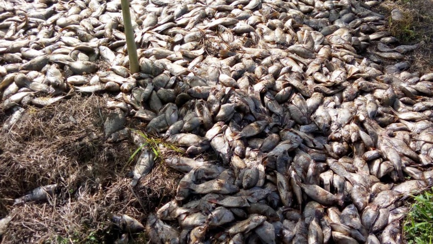 Des milliers de tilapias ont été retrouvés morts sur les rives du lac Toho. © RFI / Jean-Luc Aplogan Des milliers de tilapias ont été retrouvés morts sur les rives du lac Toho. © RFI / Jean-Luc Aplogan