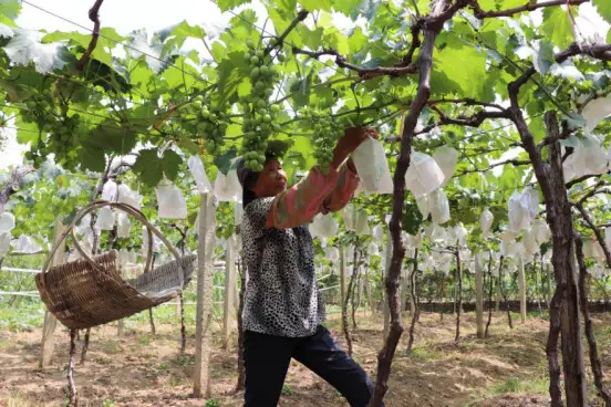 Wu Xiufeng’s mother works at the vineyard. Photo by Liu Lingling from People’s Daily