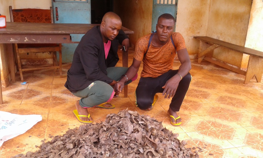 Les deux trafiquants d'écailles de pangolin à la brigade de gendarmerie de Doume. Les deux trafiquants d'écailles de pangolin à la brigade de gendarmerie de Doume.
