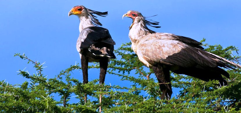 Espèces protégées menacées : le serpentaire messager disparaît pour cause de chasse illicite Espèces protégées menacées : le serpentaire messager disparaît pour cause de chasse illicite