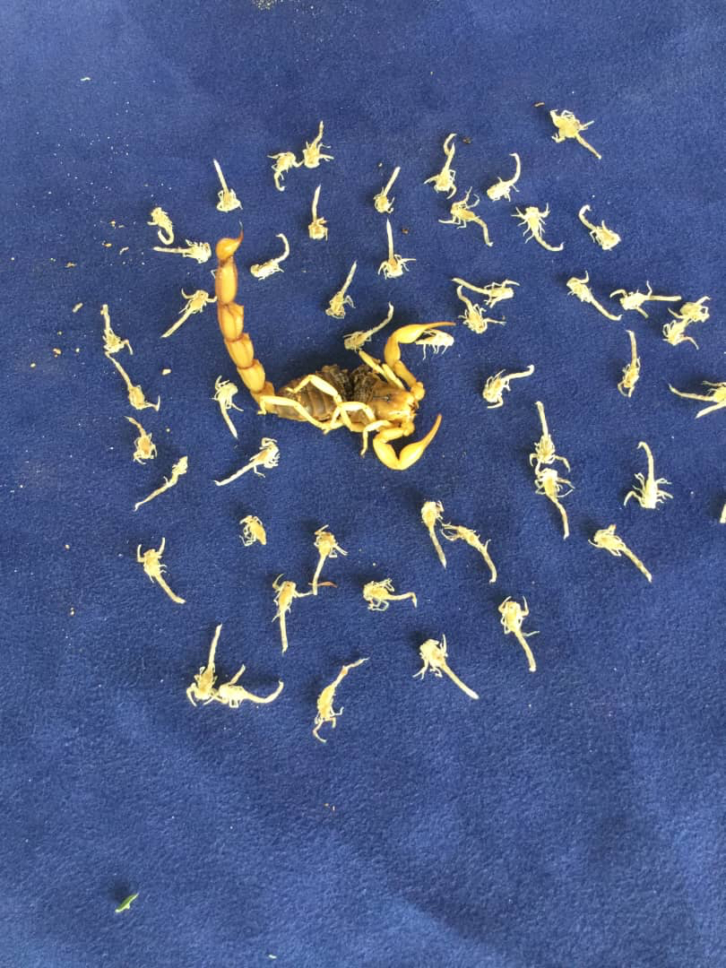 Scorpion Androctonus australis et ses pullus capturés à Kalaït. Scorpion Androctonus australis et ses pullus capturés à Kalaït.