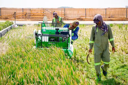 Workers reap rice in Dubai. Photo: Courtesy of Qingdao Saltwater Rice Research and Development Center