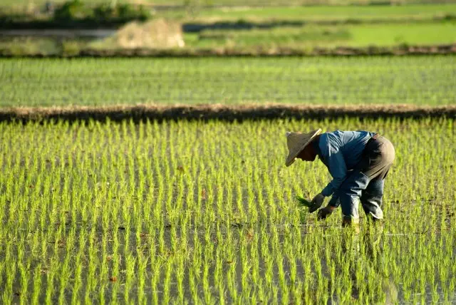 US risks losing agricultural section of Chinese market as result of trade friction