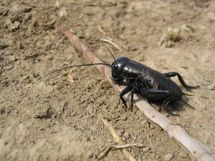 N'Djamena : Des pesticides pour sauver la capitale des insectes N'Djamena : Des pesticides pour sauver la capitale des insectes