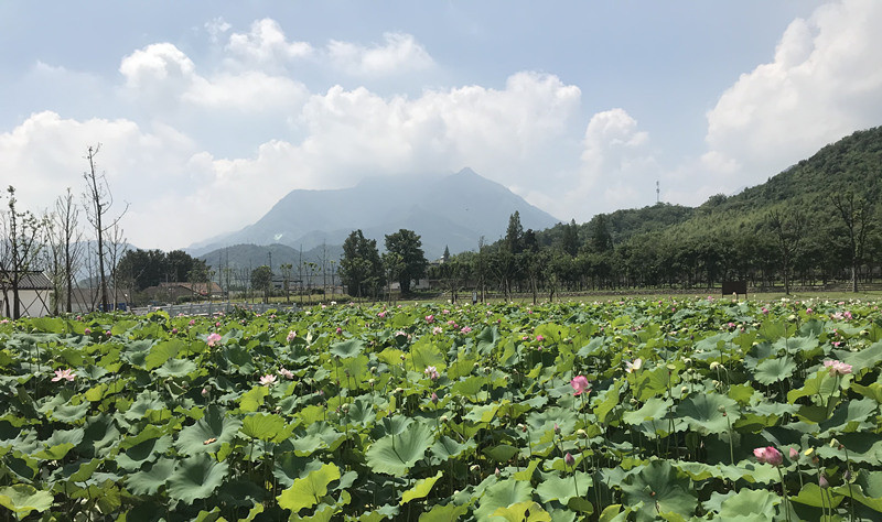 A green path to wealth: ecological economy booms in Chinese villages