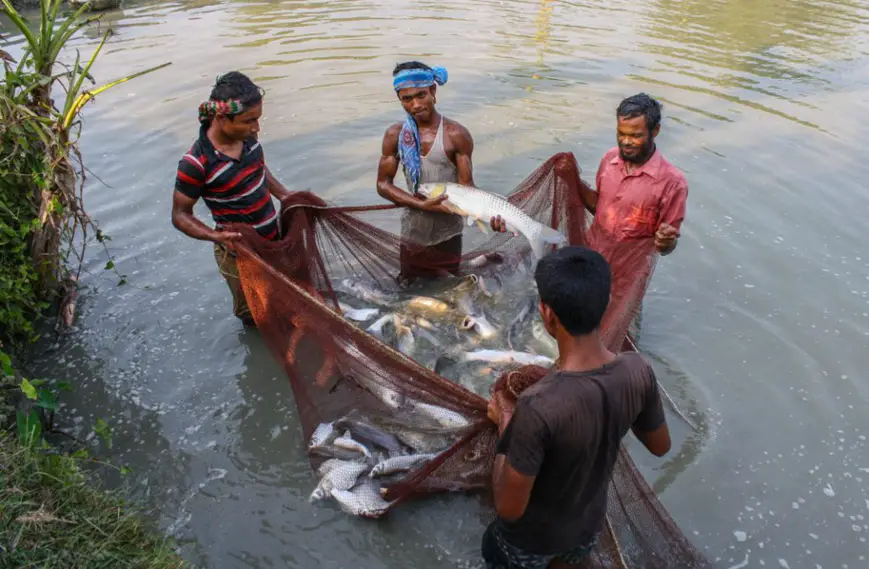 Un programme de Feed the Future encourage l’essor de l’aquaculture au Bangladesh. (USAID)