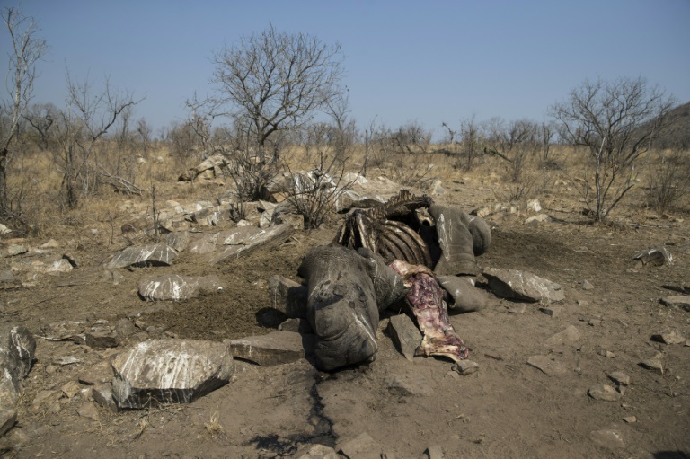 La carcasse d'un rhinocéros blanc abattu par des braconniers pour récupérer ses cornes, dans le parc national Kruger, en Afrique du Sud, le 21 août 2018. / © AFP/Archives / WIKUS DE WET La carcasse d'un rhinocéros blanc abattu par des braconniers pour récupérer ses cornes, dans le parc national Kruger, en Afrique du Sud, le 21 août 2018. / © AFP/Archives / WIKUS DE WET