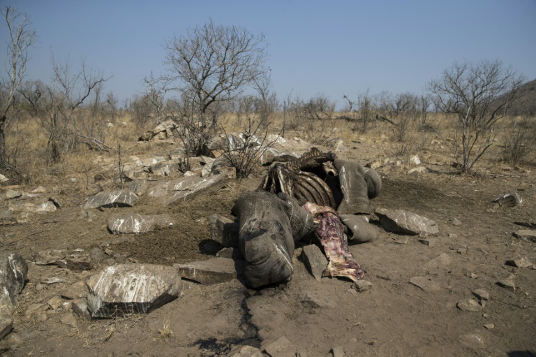 La carcasse d'un rhinocéros blanc abattu par des braconniers pour récupérer ses cornes, dans le parc national Kruger, en Afrique du Sud, le 21 août 2018. / © AFP/Archives / WIKUS DE WET