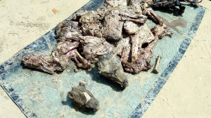 De la viande trafiquée par des fraudeurs au Tchad. Alwihda Info/archives