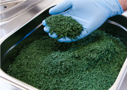 La spiruline en paillette. Crédits photo : spiruline-de-montauban.fr La spiruline en paillette. Crédits photo : spiruline-de-montauban.fr