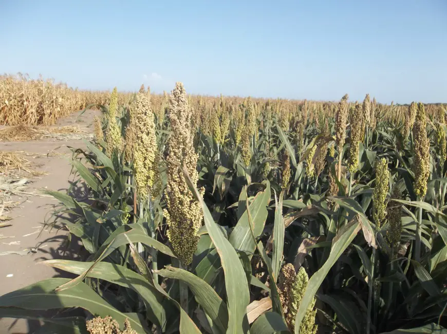 Un champ agricole au Tchad. Crédits : min. Agriculture et de l'Irrigation