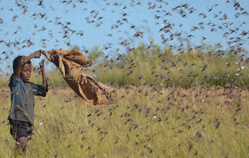 Une invasion acridienne. Crédits photo : DR