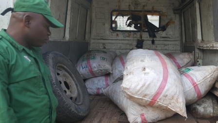 La plupart des écailles confisquées à Douala appartenaient au pangolin géant.