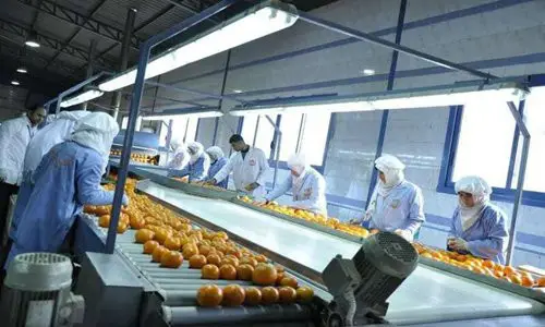 Top: Workers at the packing factory of the Nile International Trading Company are sorting out oranges to be exported to China. Photo: Courtesy of Nile Establishment for International Trade