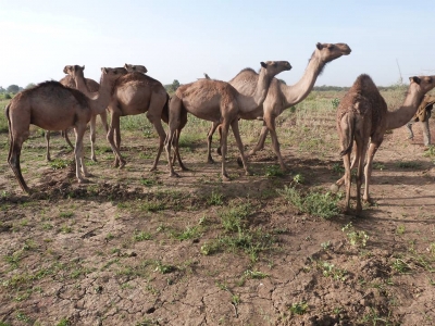 Des dromadaires au Tchad. © DR