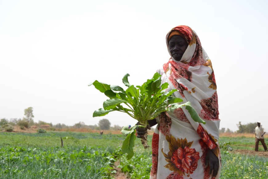 Achta Abdallah Biney tient à la main un navet qu’elle vient de récolter sur sa parcelle de terrain au Tchad. © HCR/Ibrahima Diane. Achta Abdallah Biney tient à la main un navet qu’elle vient de récolter sur sa parcelle de terrain au Tchad. © HCR/Ibrahima Diane.