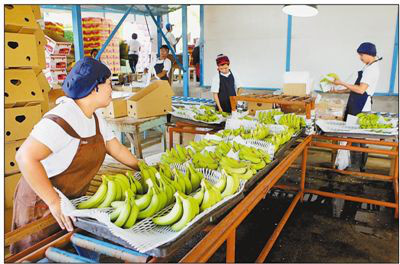 Workers are packaging bananas at a plantation in Davao del Norte, the Philippines. Bananas are the star products of the Philippines’ export, whose export volume has been ranking the first among the country’s agricultural products for years. China is its second largest destination of bananas, consuming a quarter of the total export volume. Photo by Xinhua News Agency Workers are packaging bananas at a plantation in Davao del Norte, the Philippines. Bananas are the star products of the Philippines’ export, whose export volume has been ranking the first among the country’s agricultural products for years. China is its second largest destination of bananas, consuming a quarter of the total export volume. Photo by Xinhua News Agency