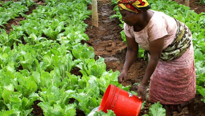 L'agriculture en Afrique. © DR