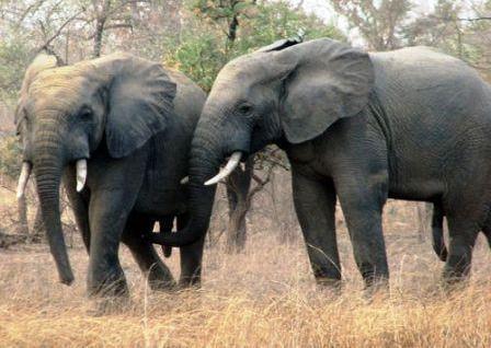 Tchad/Trafic d'ivoire : 20 éléphants tués et un soldat abbatu par les braconniers Tchad/Trafic d'ivoire : 20 éléphants tués et un soldat abbatu par les braconniers