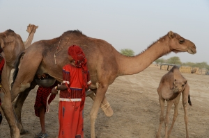 ©/ FAO Tchad ©/ FAO Tchad