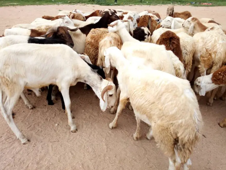 Des moutons dans un marché à bétail à Abéché (Tchad). © Alwihda Info