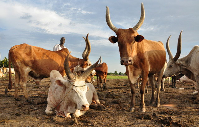 © FAO © FAO