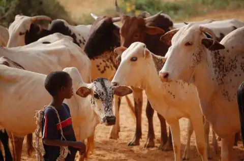L'élevage au Tchad. © DR