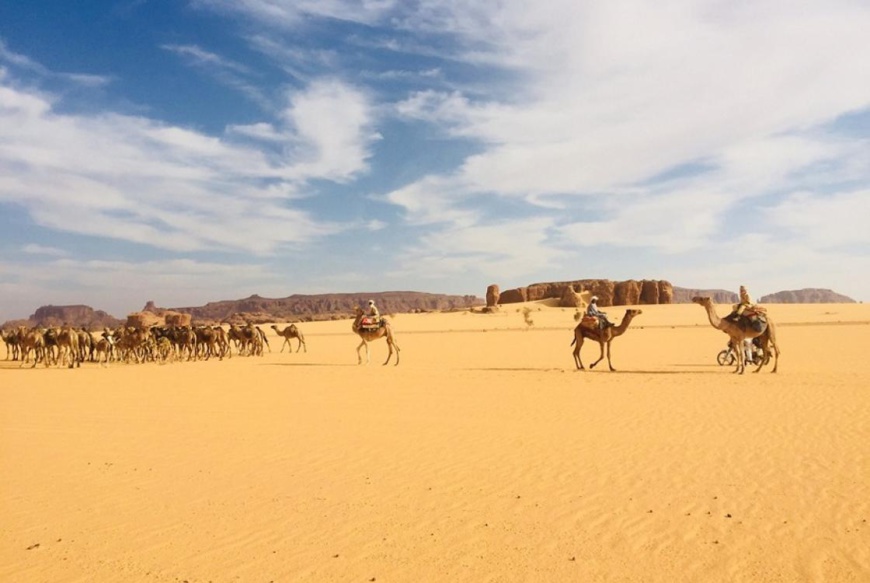 Des dromadaires dans le désert tchadien. © AFD