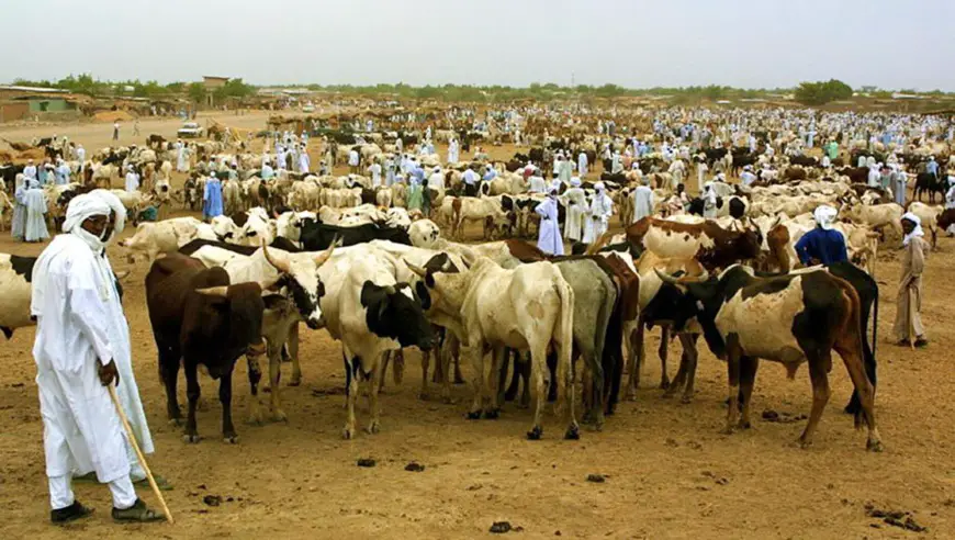 Des éleveurs de bétail, au Tchad AFP PHOTO DESIREY MINKOH.