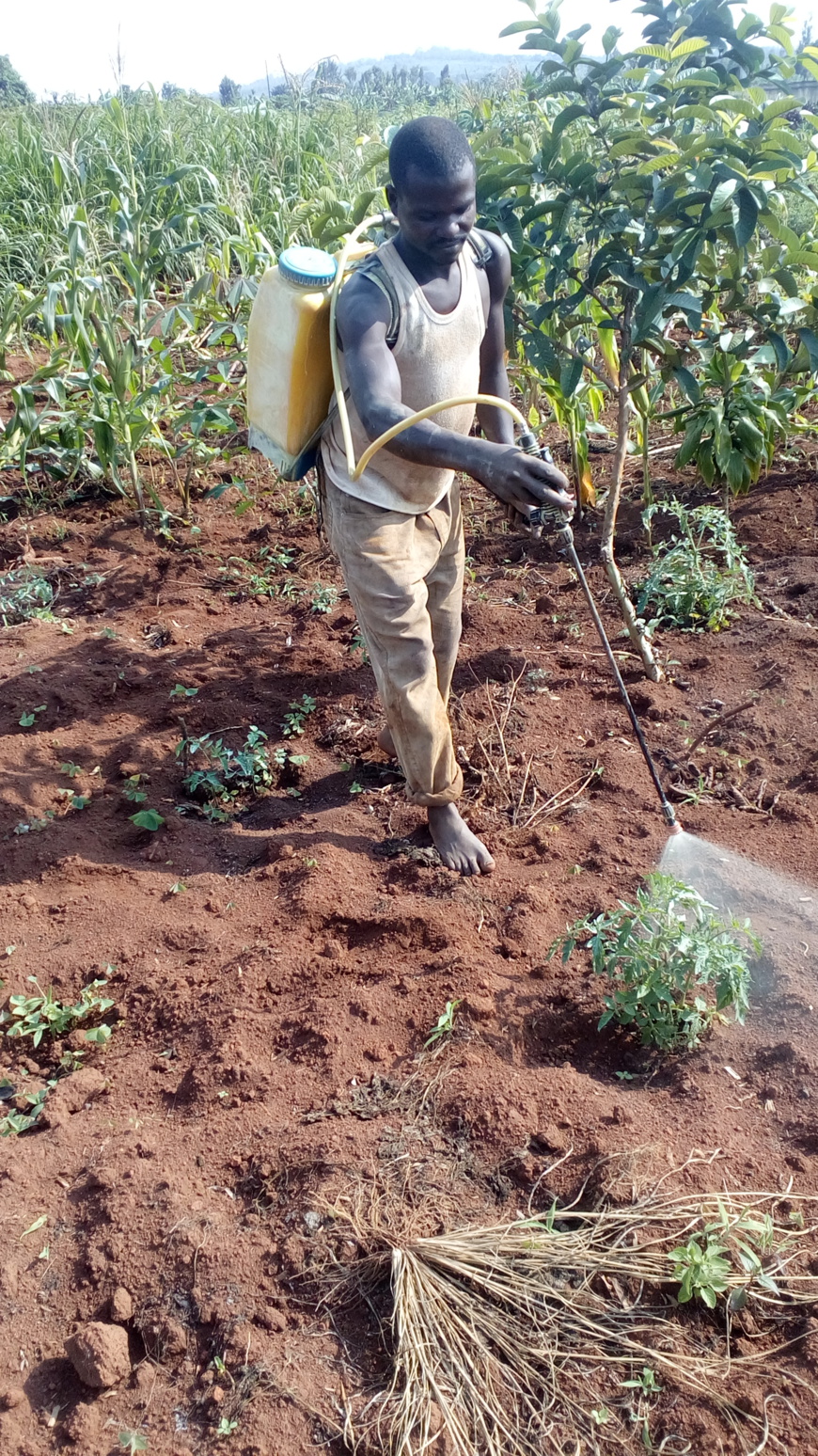 Tchad : tirons le meilleur du salon de l'agriculture SAFAGRI