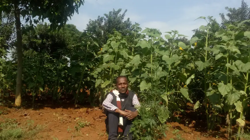 Tchad : tirons le meilleur du salon de l'agriculture SAFAGRI