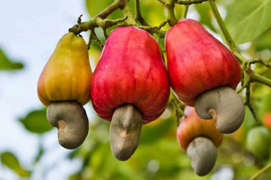 Côte d’Ivoire/Caravane d’information et de dégustation de la pomme d’anacarde : Une rencontre avec la presse prévue jeudi 31 janvier