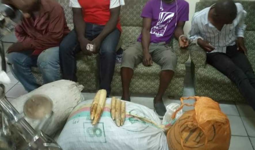 Les dents d'hippopotame sont progressivement en train de remplacer l’ivoire. Les dents d'hippopotame sont progressivement en train de remplacer l’ivoire.