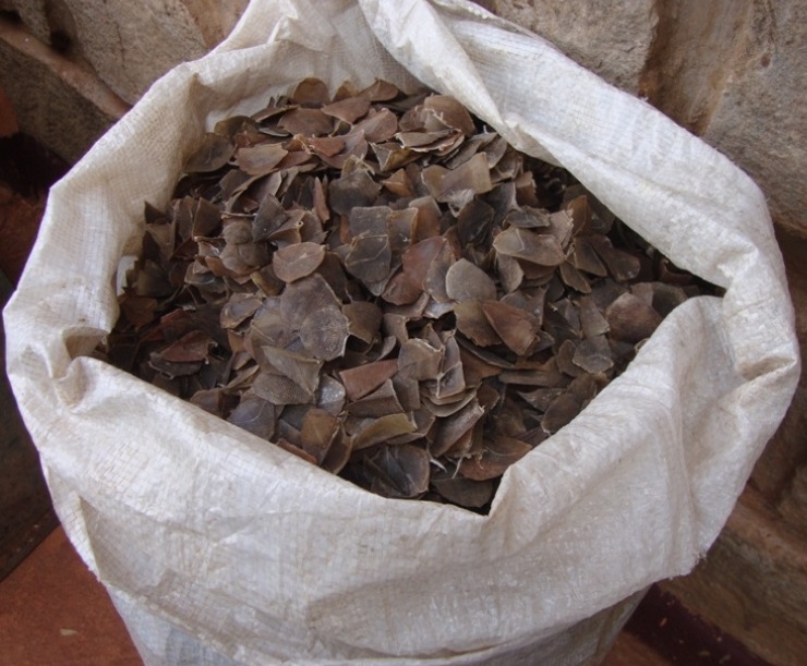 Les écailles sont devenues un produit de choix pour les trafiquants d'espèces sauvages. Les écailles sont devenues un produit de choix pour les trafiquants d'espèces sauvages.