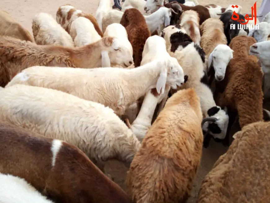 Des moutons en vente dans un marché à bétail au Tchad. © Alwihda Info