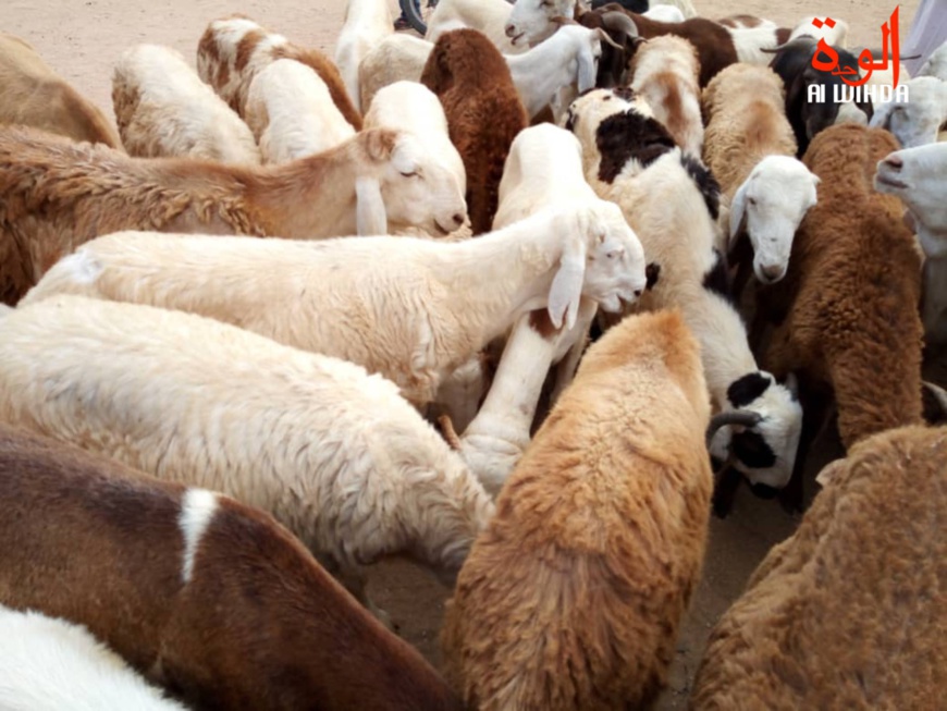 Des moutons en vente dans un marché à bétail au Tchad. © Alwihda Info