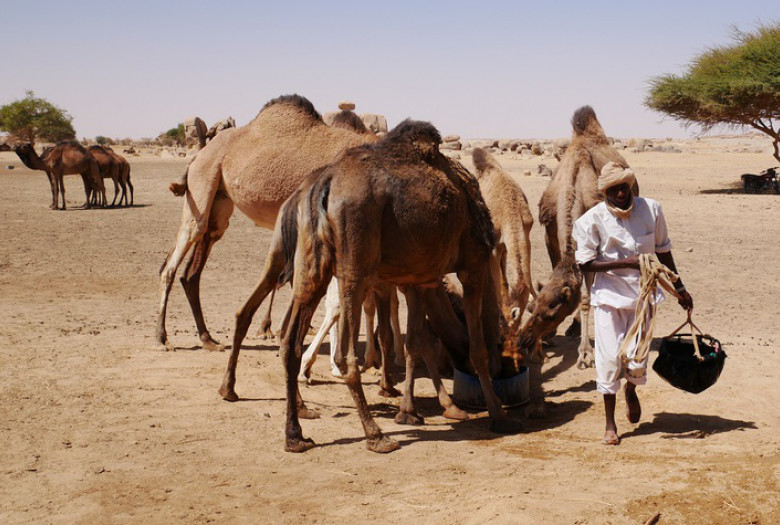 Elevage au Tchad. © AFD