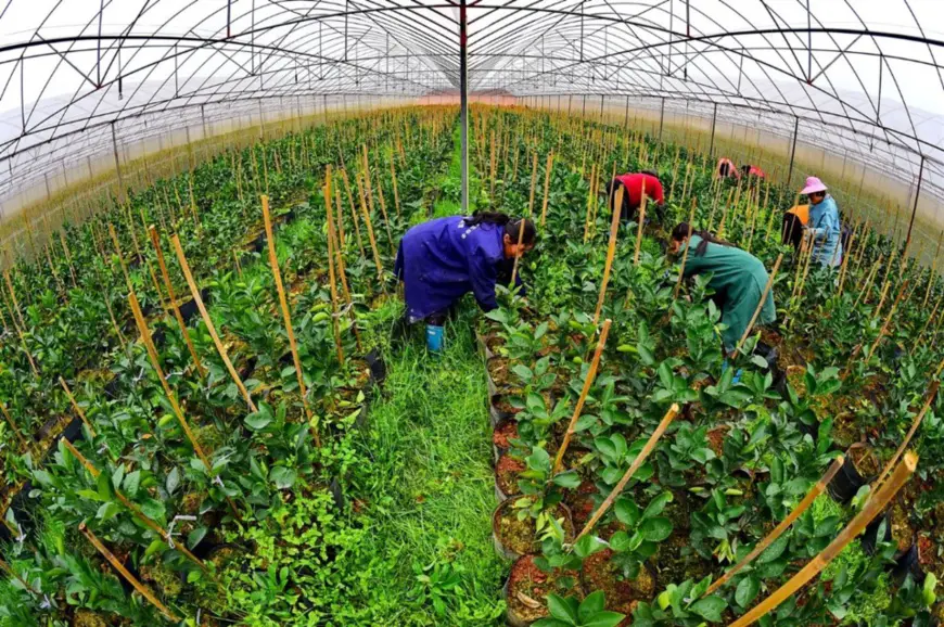 Villagers weed for navel orange saplings at a sapling breeding center in Qianfeng village, Mazhou township, Huichang county of Jiangxi province, Feb. 23, 2019. (Photo by Zhu Haipeng, People’s Daily Online)