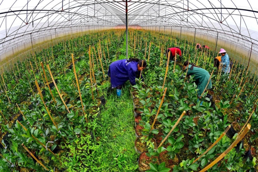 Villagers weed for navel orange saplings at a sapling breeding center in Qianfeng village, Mazhou township, Huichang county of Jiangxi province, Feb. 23, 2019. (Photo by Zhu Haipeng, People’s Daily Online)