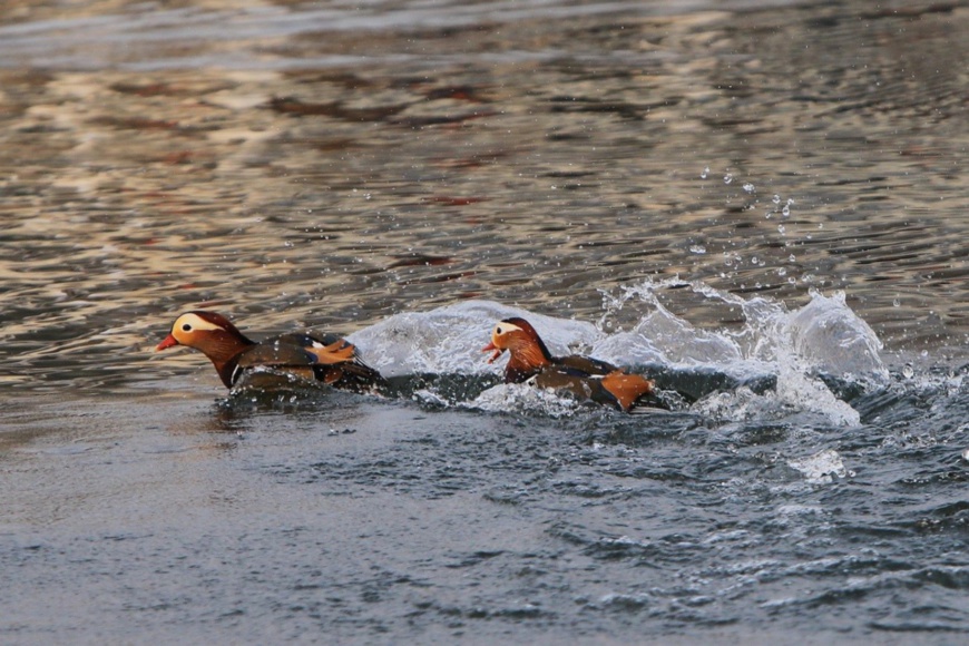 Beijing to launch survey into ‘love birds’ as city improves environment Beijing to launch survey into ‘love birds’ as city improves environment